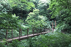 Photo of suspension bridge on Trail 4