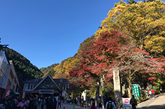 Photo of colored leaves in front of cable car station