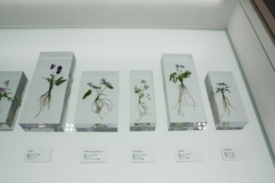 Plants found in Takao are on display.