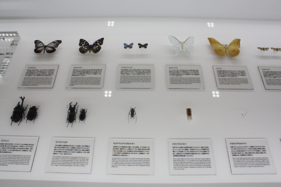 Many butterflies and insects are on display.